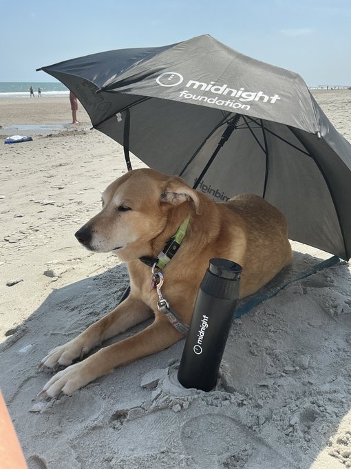 A tan dog resting under a 'midnight foundation' branded umbrella on a sandy beach, with a matching 'midnight' branded water bottle placed beside it.