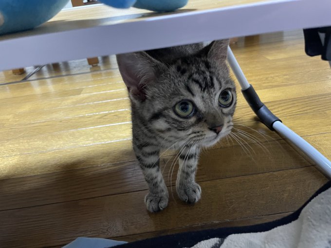 A tabby kitten peeks out from under a white chair or table on a wooden floor, looking curiously toward the camera.