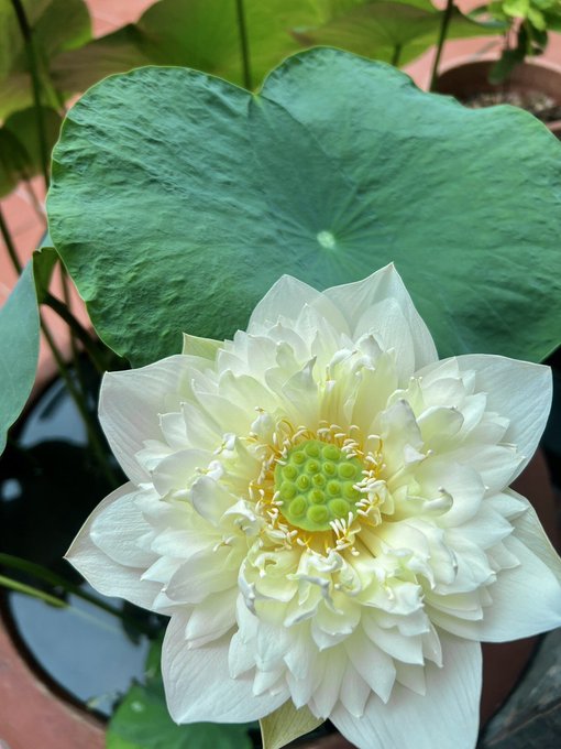 A fully bloomed white lotus flower with a green seed pod center is photographed in close-up, framed by a large green lily pad and water.