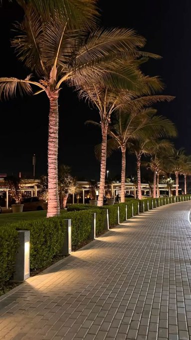 A nighttime view of a paved walkway lined with illuminated palm trees and low hedges, with bollard lights casting a warm glow on the path.