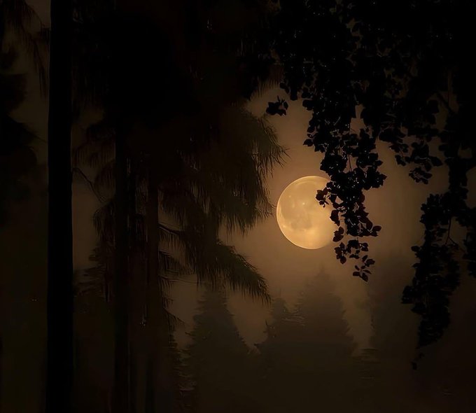 The image features a full moon shining brightly against a dark sky with trees in the background. The moon's glow illuminates the scene, creating an atmospheric and captivating view. The caption above the photo reads "Exploring the next frontier of Web3 with @quipnetwork", which is related to the concept of blockchain technology and its potential applications.