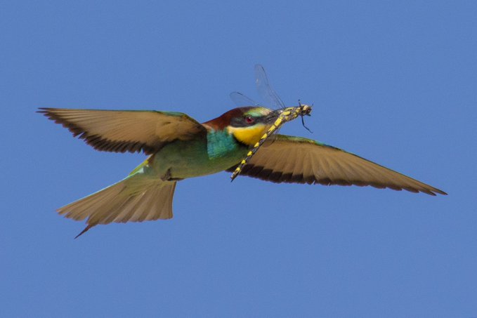 A colorful bird, possibly a bee-eater, is captured in mid-flight against a clear blue sky, carrying an insect in its beak.