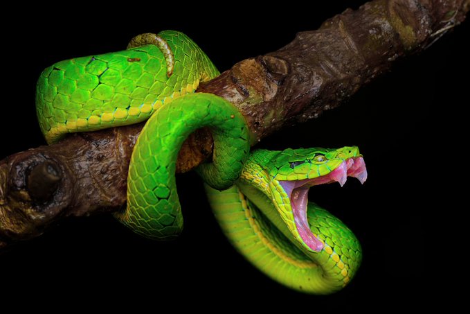 The image features a large green snake with its mouth open, possibly in the process of shedding skin or displaying its saliva. The snake is coiled around a tree branch, showcasing its impressive size and vibrant coloration. The background appears to be black, which contrasts with the snake's vivid appearance and makes it stand out even more.