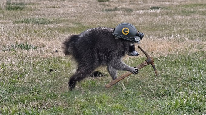 A raccoon wearing a Green Bay Packers helmet ('G' logo) is photographed in a grassy field, holding a wooden-handled pickaxe as if working.