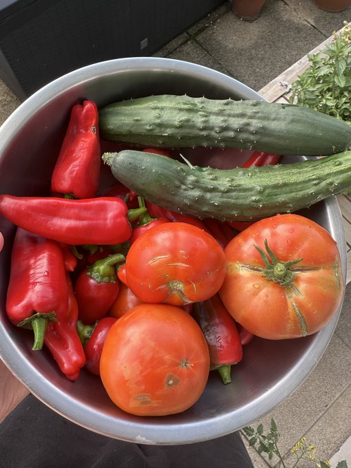 A metal bowl filled with freshly harvested vegetables including red bell peppers, cucumbers, and tomatoes.