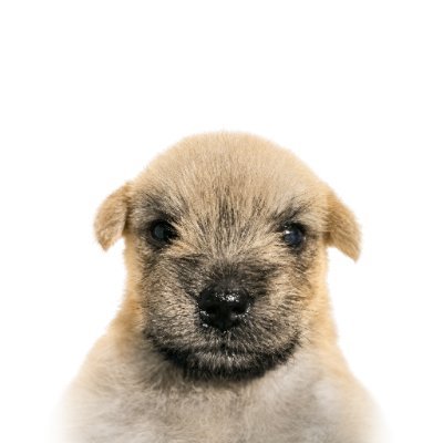 A close-up studio photo of a light brown fluffy puppy with dark eyes looking directly at the camera against a white background.