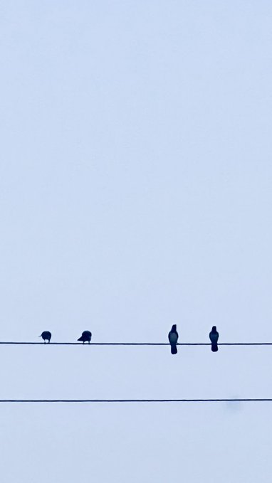 A minimalist photograph of four birds perched on power lines against a pale blue-gray sky.