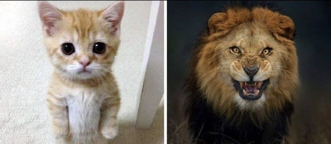 A side-by-side comparison of a small orange tabby kitten and a fierce, snarling male lion, illustrating Argentina's dramatic transformation from the first half to the second half of a match.