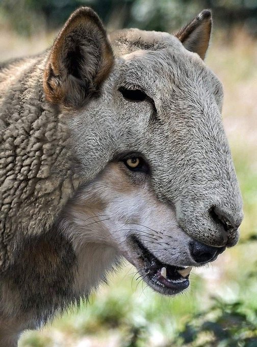 A wolf in sheep's clothing shows its true fangs with a sly grin, perfectly capturing the duplicitous "Crypto bro" reluctantly heading to a corporate day job while still scheming in the markets.