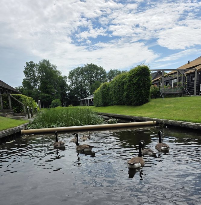Several Canada geese and goslings swim in a narrow canal or pond bordered by green grass, hedges, and residential buildings under a partly cloudy sky.