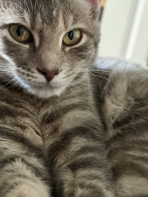 A close-up portrait of a grey tabby cat with striking greenish-yellow eyes stares directly at the camera.