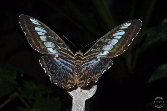 A close-up of a butterfly with patterned brown and pale blue wings perched on a metallic surface against a dark leafy setting.