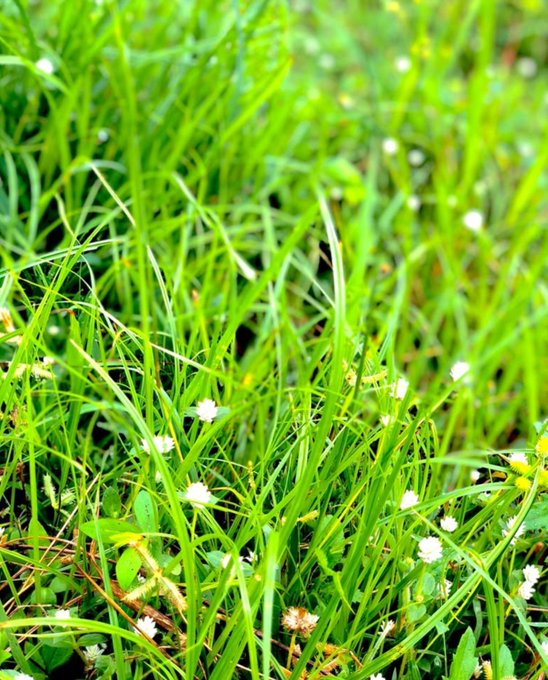 A close-up photograph of vibrant green grass and clover, dotted with small white clover flowers.