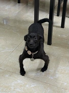 A small black dog with large ears and a collar with round tags stands on a tiled floor beneath a dark chair or table.