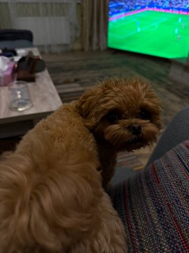 A fluffy brown dog sits in a living room with a soccer match (likely the World Cup) playing on a TV in the background, humorously accompanying its owner as they watch and wait on their Polymarket bets.