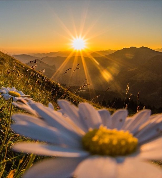 A scenic sunset photograph over mountain ranges with sunbeams radiating outward, featuring white daisy flowers in the foreground.