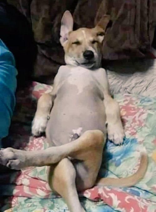 A small tan and white dog lies on its back on a floral blanket with its legs splayed out in an awkward but relaxed sleeping pose.