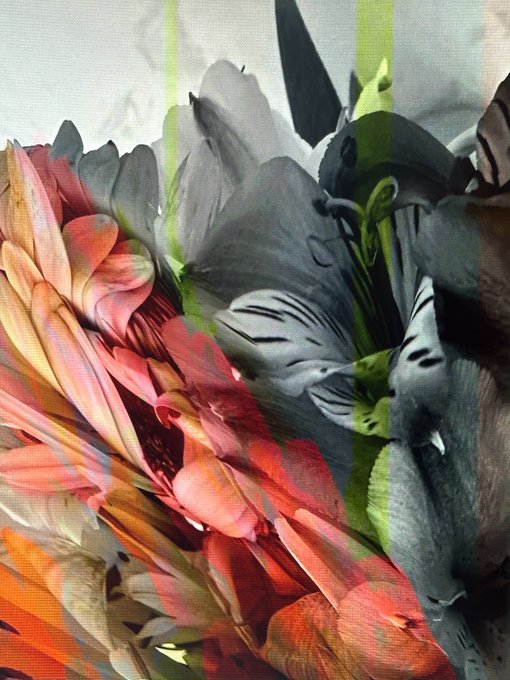 An artistic double-exposure photograph featuring overlapping flowers, with pink/coral chrysanthemum-like blooms on the left merging with a black-and-white floral image on the right, accented by green vertical streaks.