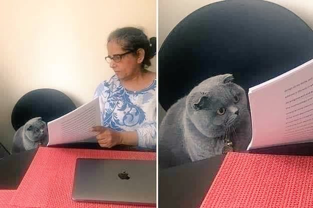 The image features a woman sitting at a table with her cat, who is looking down at a book she's reading. The scene includes two photos of the same woman and her cat, both positioned at the table. In one photo, the woman appears to be reading from an open book while wearing glasses, and in the other photo, the cat seems to be observing or even attempting to read along with her.