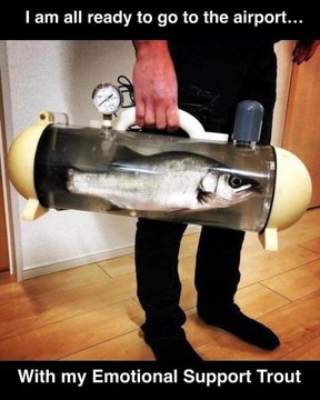 The image features a person holding a fish inside a transparent container, which appears to be a fish tank or a large plastic case designed for transporting fish. The person is standing next to a wall with a door visible behind them. Below the image, there's text that reads "Boarding this morning’s flight with my emotional support trout... on @objktcom new glb 7 months laterr..". This message seems to be a humorous attempt at connecting the fish and its owner in some way or expressing their relationship through an amusing comparison.