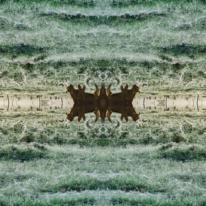 A mirrored, symmetrical image of a dark figure or animal is centered against a textured, greenish grassy background with repeating patterns.