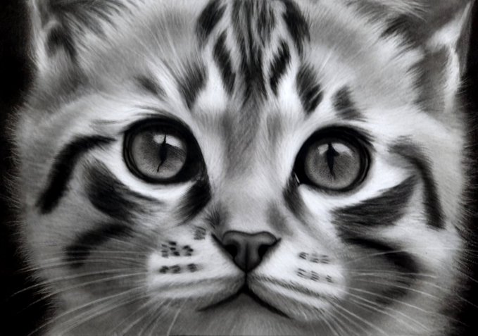 A black and white detailed drawing of a tabby kitten's face with large expressive eyes looking directly forward.