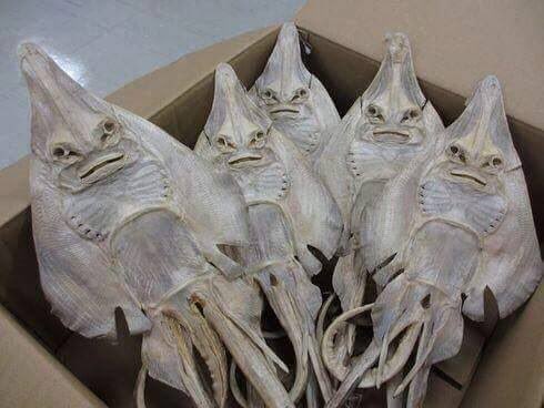 A box of dried manta rays with their distinctive cephalic fins and gill slits visible, humorously illustrating the literal meaning of the "$MANTA" ticker purchase. The caption cleverly plays on the slang "plan E" (eating) by suggesting the investor's strategy is to buy and consume the dried seafood.