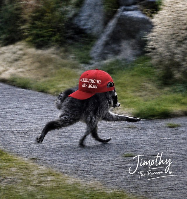 A raccoon named Jimothy wearing a red "Make Jimothy ATh Again" cap runs down a paved road, with "Jimothy The Raccoon ♪" signed in the corner—a viral meme mascot embodying the post's promise to rally behind $JIMOTHY even if the market misprices him.