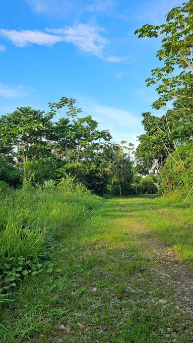 A vertical photograph of a grassy trail surrounded by lush green trees and vegetation under a bright blue sky with scattered clouds.