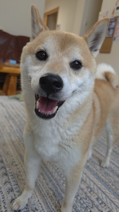 A smiling Shiba Inu with a cream and tan coat stands on a blue patterned rug, looking directly at the camera with an open-mouthed happy expression. The adorable dog's joyful pose perfectly matches the caption "Shiba Inu too cute," capturing the breed's famously charming and expressive personality.