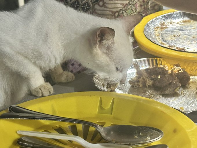 A white cat eats leftover food from a foil tray next to a yellow plate with spoons.