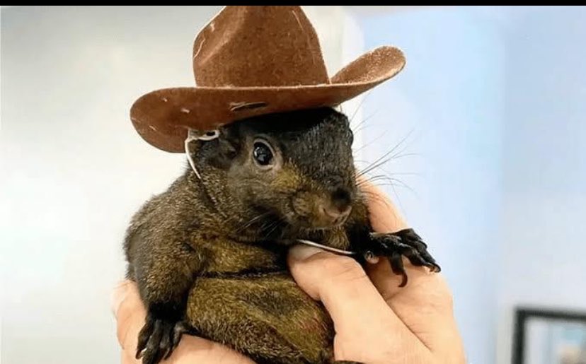 A real photograph of a small brown rodent, possibly a degu or squirrel, being held in a person's hands while wearing a tiny brown cowboy hat.