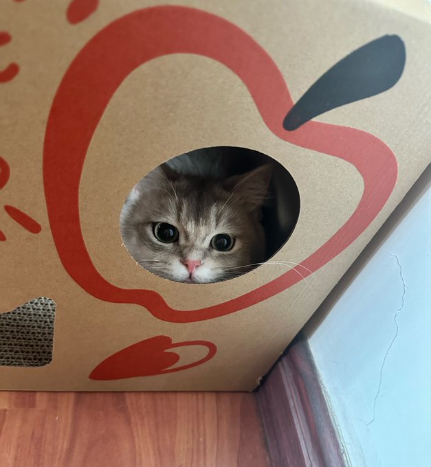 A cute tabby kitten with large eyes peeking through a heart-shaped cutout hole in a brown cardboard box decorated with red apple/fruit designs.