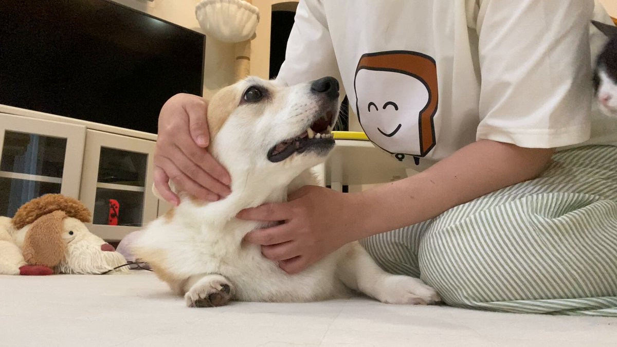 A woman petting a dog while sitting next to another cat.