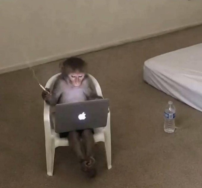 A monkey sitting on a white plastic chair outdoors, smoking a cigarette while using an Apple MacBook laptop, with a water bottle and mattress nearby.