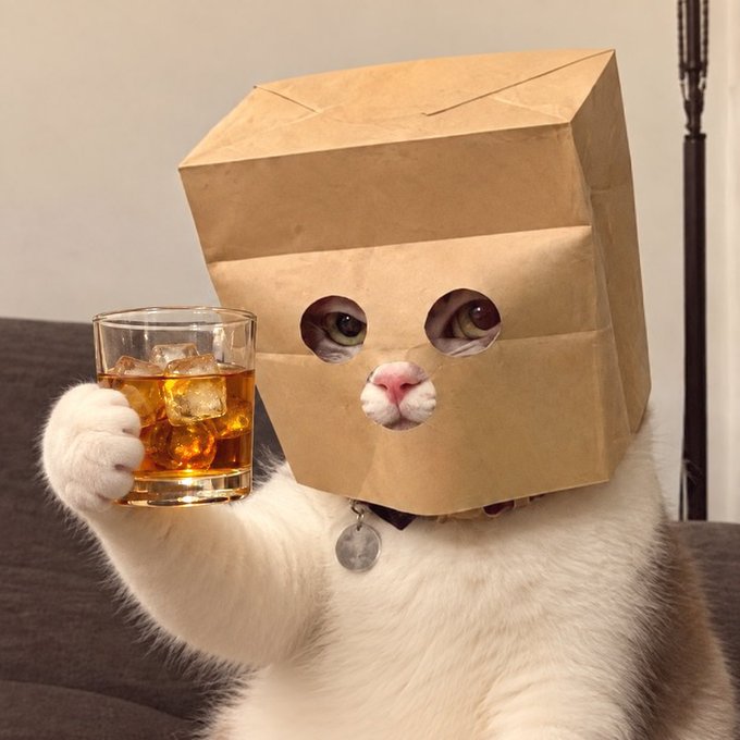 A white cat wearing a brown paper bag over its head with eye holes cut out holds up a paw with a glass of whiskey on the rocks.