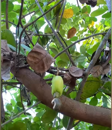 A close-up view of a green, star-shaped fruit hanging from a branch among green and brown leaves.