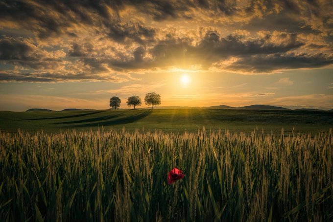 A scenic landscape showing a wheat field at sunset with a single red poppy in the foreground and three trees on a distant hill.