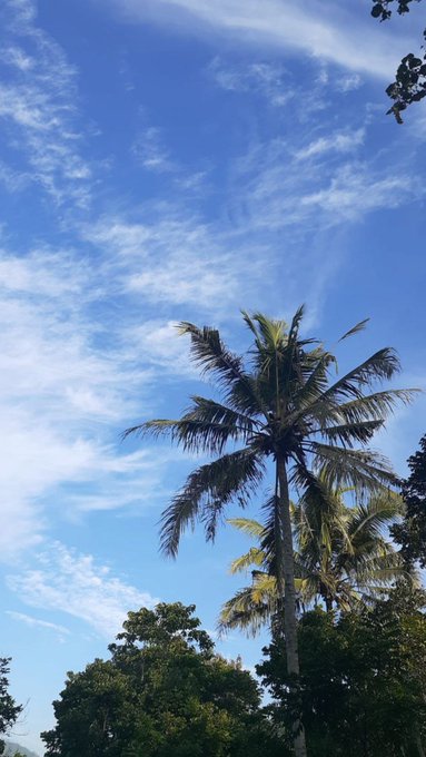 A tall coconut palm tree sways against a vivid blue sky streaked with wispy cirrus clouds, while lush green foliage frames the bottom of the scene—setting a tropical, breezy stage perfect for a vibrant "GM, Its arc day" greeting.