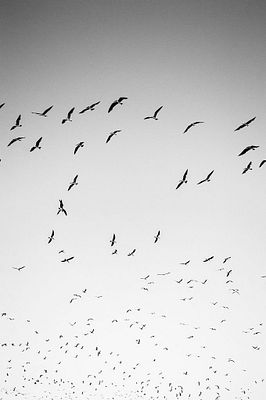 A black and white photograph of a flock of birds flying against a grey sky, with some birds clustered at the bottom of the frame.