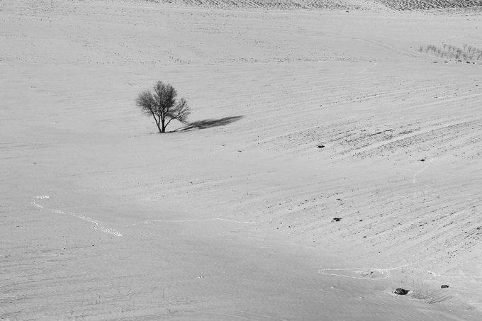 A black and white aerial photograph of a single bare tree casting a shadow on a vast snowy field with scattered rocks.