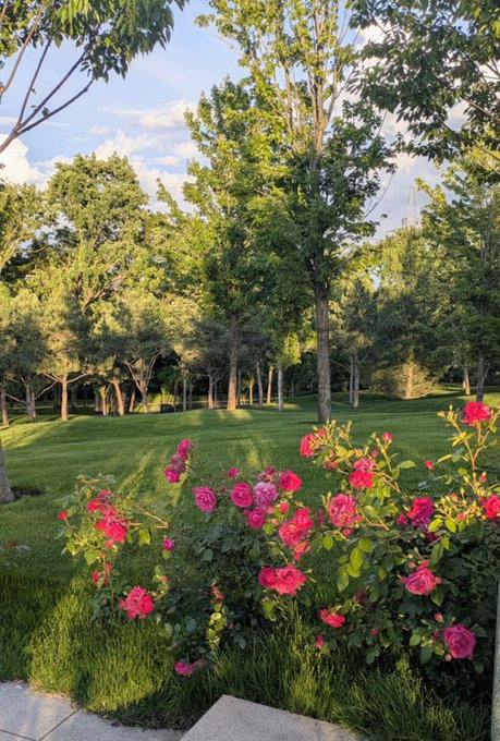 A scenic park view at golden hour with pink and red rose bushes in the foreground, green lawn, and tall trees against a blue sky.