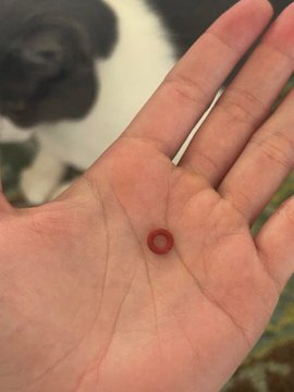The image shows a person's hand holding a red rubber ring, which appears to be a cock ring or an ethereum coin. The person is standing next to a cat that can be seen partially behind them.