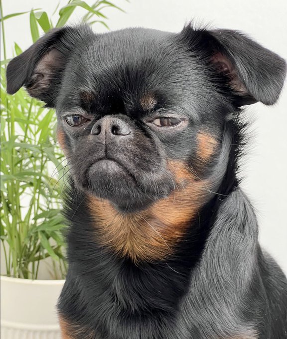 A close-up portrait of a small black and tan Brussels Griffon or Pug-like dog with a serious expression, posed next to a green bamboo plant.
