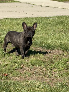 A small black French Bulldog standing on patchy grass, looking toward the camera with its ears perked up.