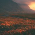 A scenic landscape showing a field of orange wildflowers in the foreground with dark mountains and a hazy sunset sky in the background.