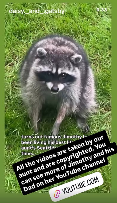 An Instagram story screenshot from 'daisy_and_gatsby' shows a raccoon on grass, with overlaid text stating 'All the videos are taken by our aunt and are copyrighted. You can see more of Jimothy and his Dad on her YouTube channel' along with a youtube.com link.