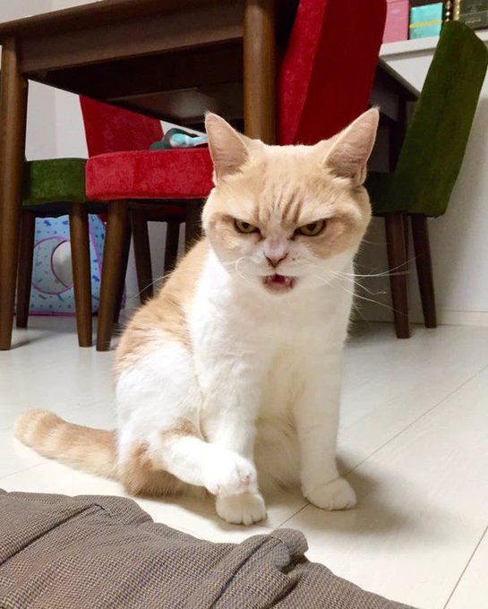 An orange and white cat sitting on a tiled floor, appearing grumpy with its mouth slightly open, with red dining chairs and a table visible in the background.