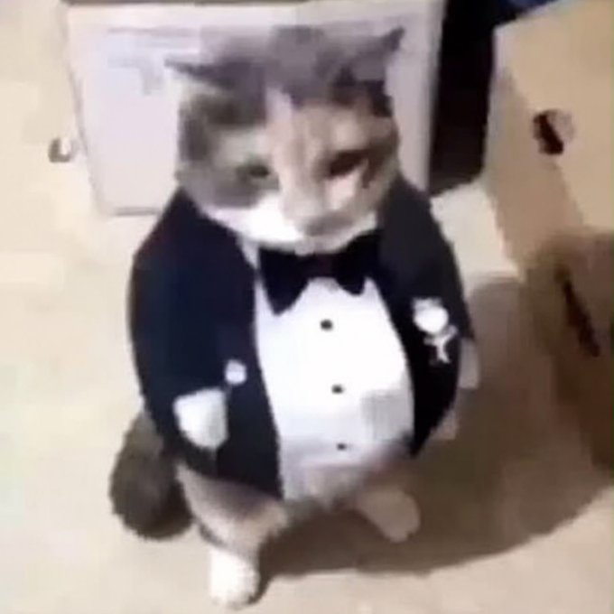 A chubby cat sits upright on its hind legs wearing a black and white tuxedo jacket with a bow tie, looking directly at the camera.