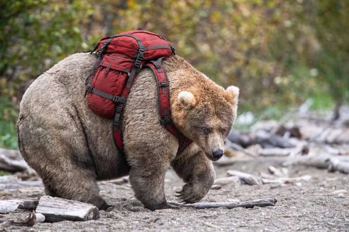 A grizzly bear walks on all fours while wearing a large red hiking backpack, perfectly capturing the "backpack" ticker pun by literally turning a bear into a backpack-wearing traveler. The image humorously visualizes the post's "bearish" stock market sentiment by replacing the financial term with the literal animal, suggesting a heavy load or downturn ahead.